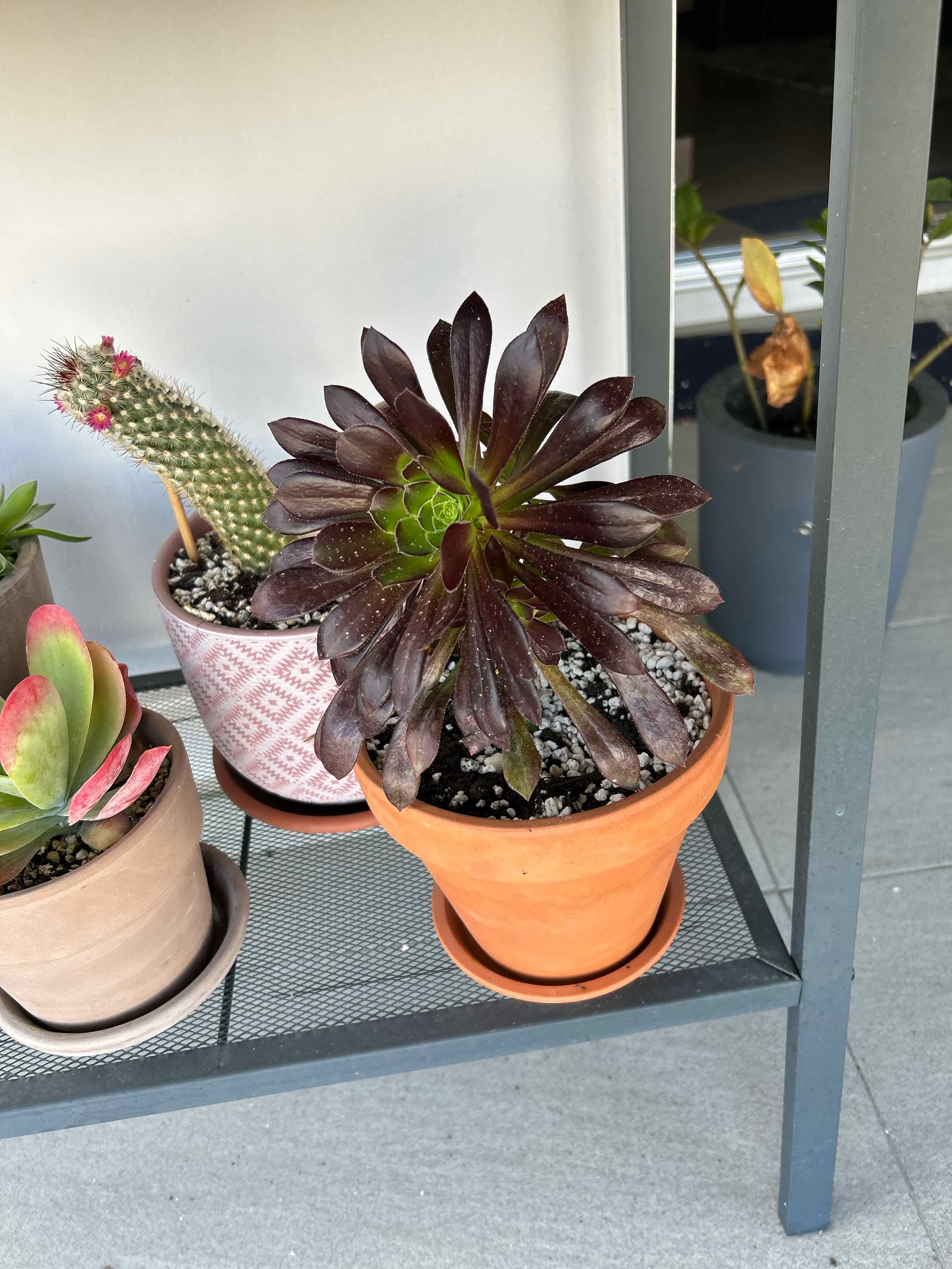 Aeonium arboreum 'Zwartkop' in a pot with dark leaves, well-framed and in focus.