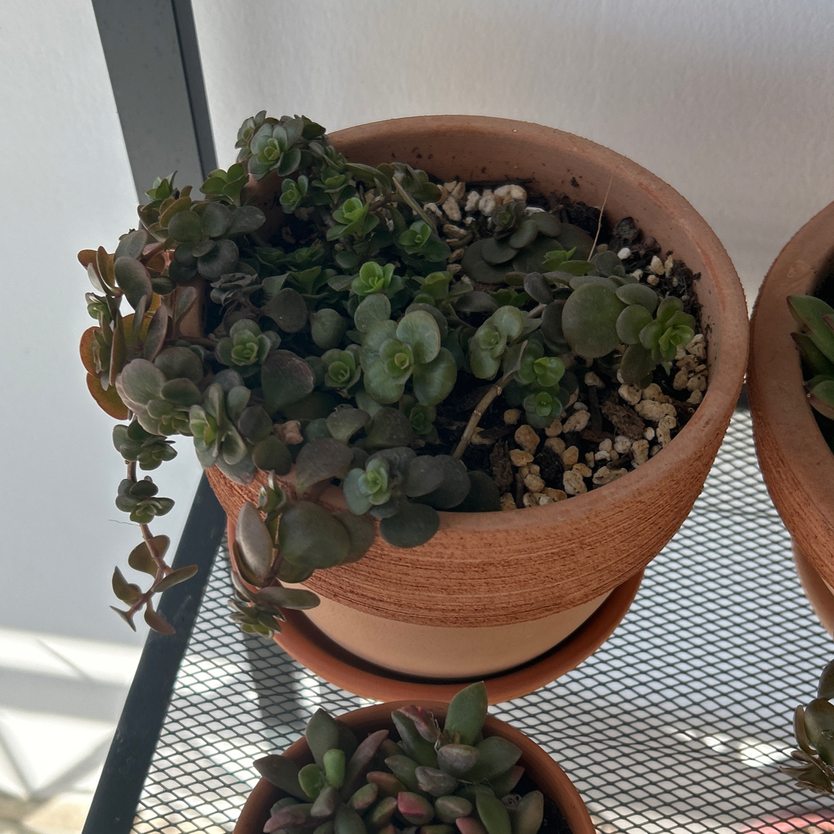 Potted Chinese Sedum plant, healthy with visible soil, well-framed and in focus.