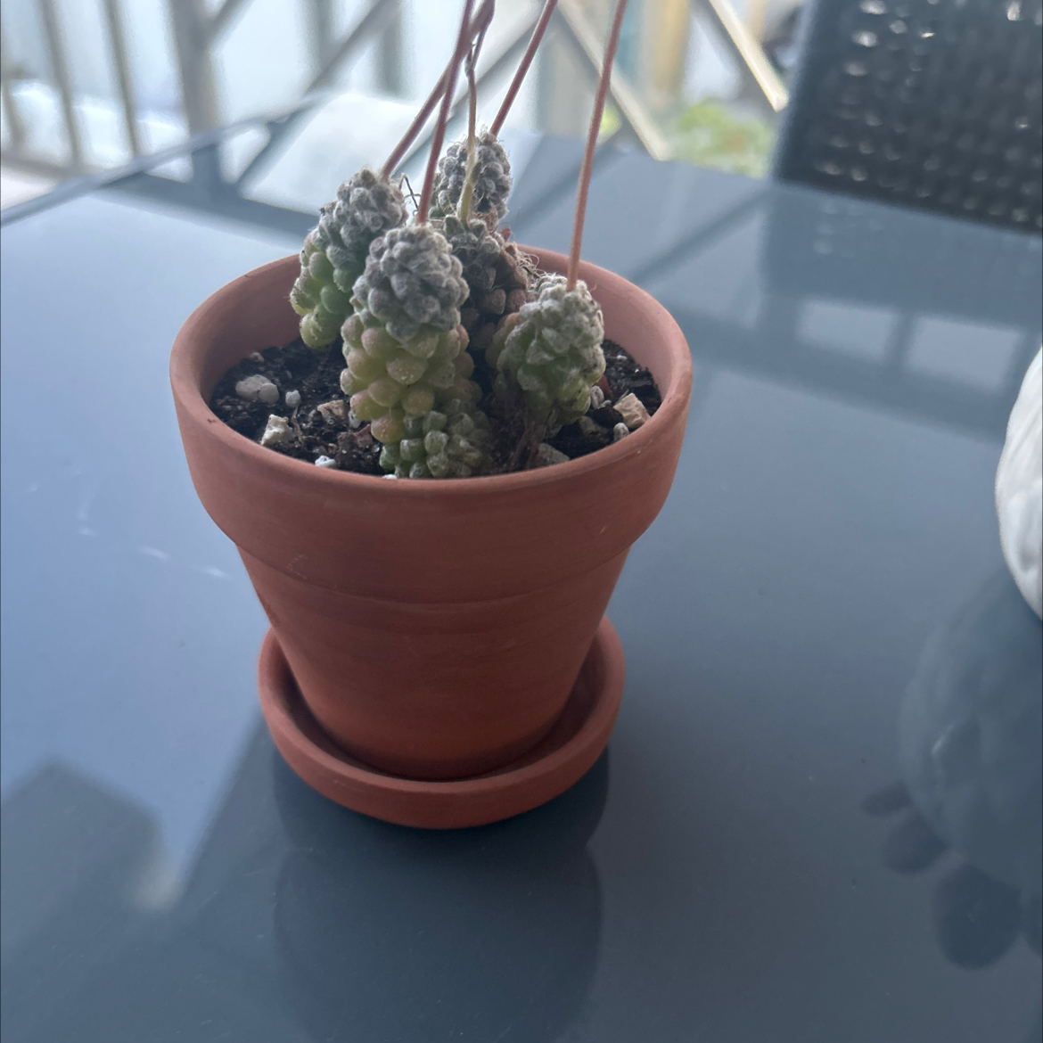 Photo of the plant species Woolly Anacampseros by @filfro named Woolly on Greg, the plant care app