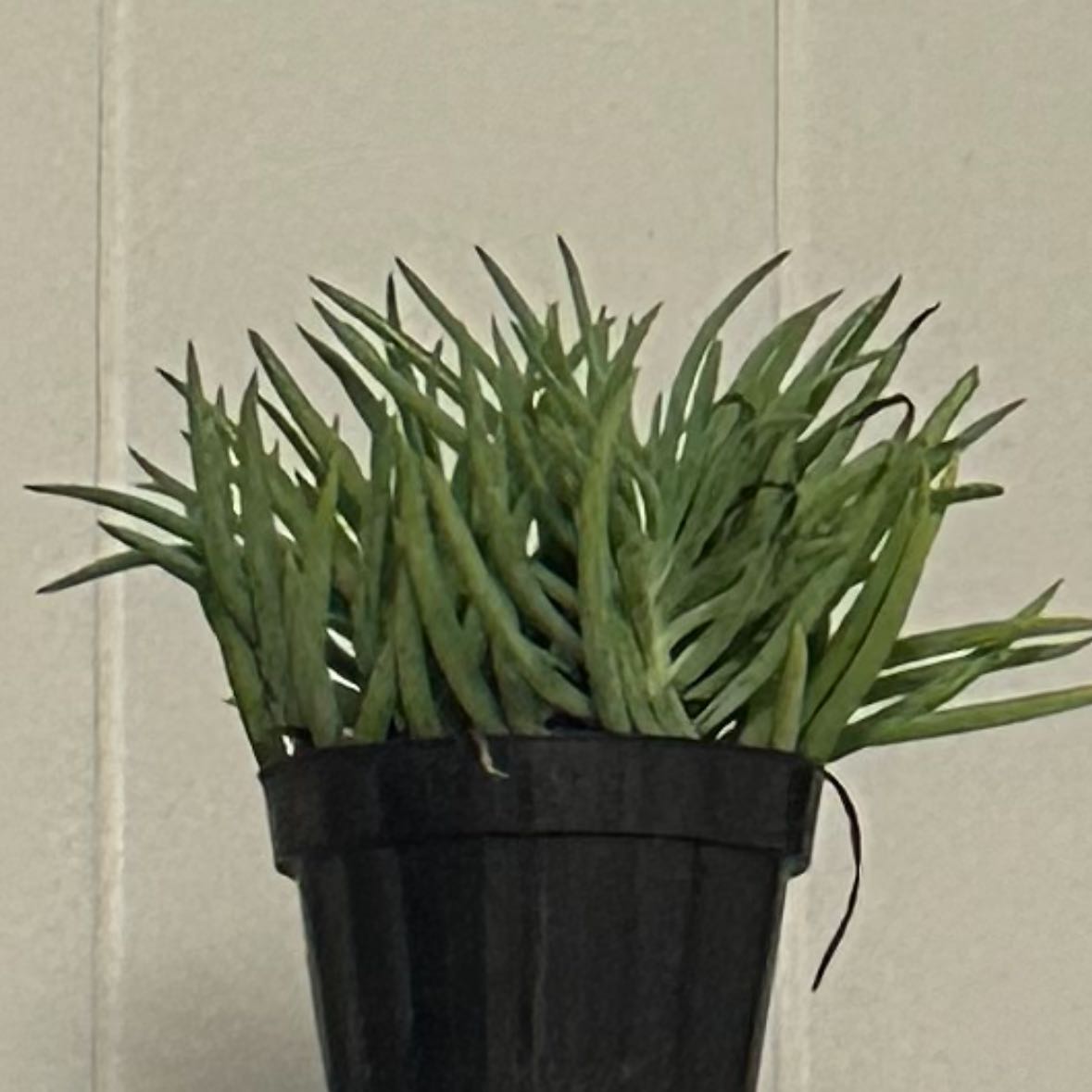 Photo of the plant species Senecio vitalis by @WiseAloeyucca named Hamilton on Greg, the plant care app