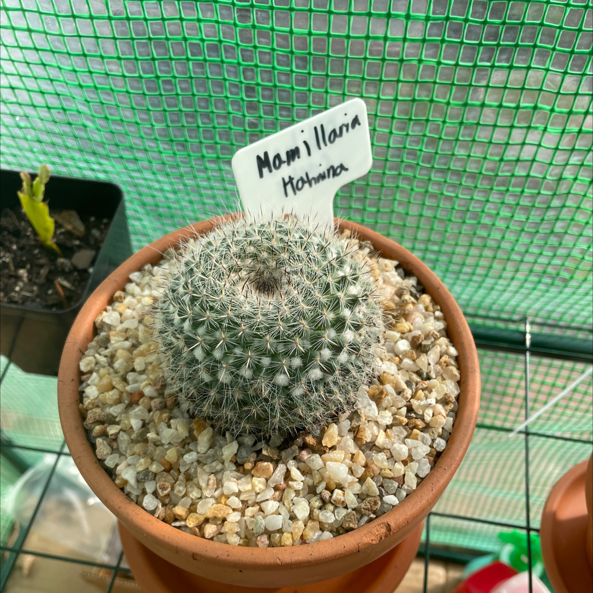 Potted Mammillaria Hahniana (Old Lady Cactus) with a label, healthy and well-framed.