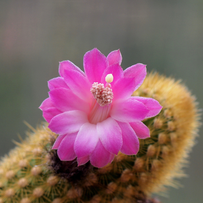 Photo of the plant species Cleistocactus by @CactusLord named Mary on Greg, the plant care app