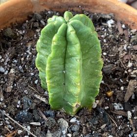 Photo of the plant species Hedgehog Cactus by @ChivalrousOmnom named Aria on Greg, the plant care app