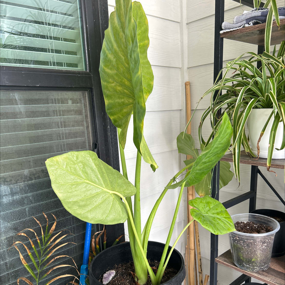 Photo of the plant species Alocasia gagaena 'California' by @DiverseAgboy named Miley on Greg, the plant care app