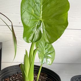 Photo of the plant species Alocasia gagaena 'California' by @DiverseAgboy named Miley on Greg, the plant care app