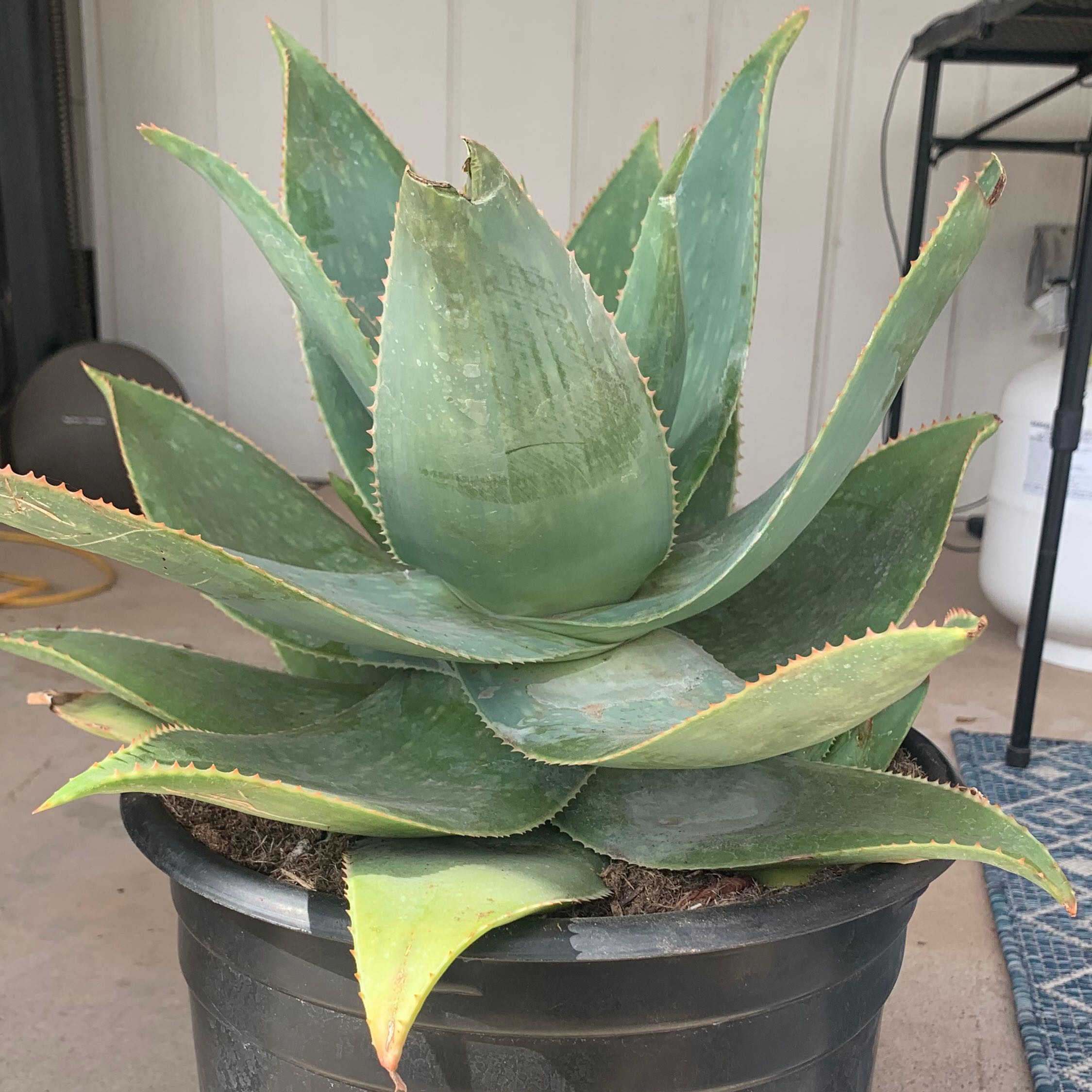 Photo of the plant species Aloe striata 'Ghost' by @SlickChia named Willow on Greg, the plant care app