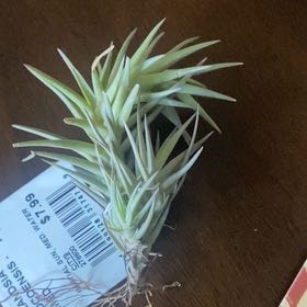 Photo of the plant species Tillandsia cocoensis by @BelovedCatmint named Lavender on Greg, the plant care app