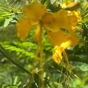 Photo of the plant species Dwarf Poinciana by @CentralSoursop named Bigleef Smalls on Greg, the plant care app
