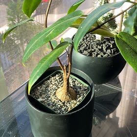 Photo of the plant species Petopentia Natalensis by @PreciseFrogbit named Demi on Greg, the plant care app