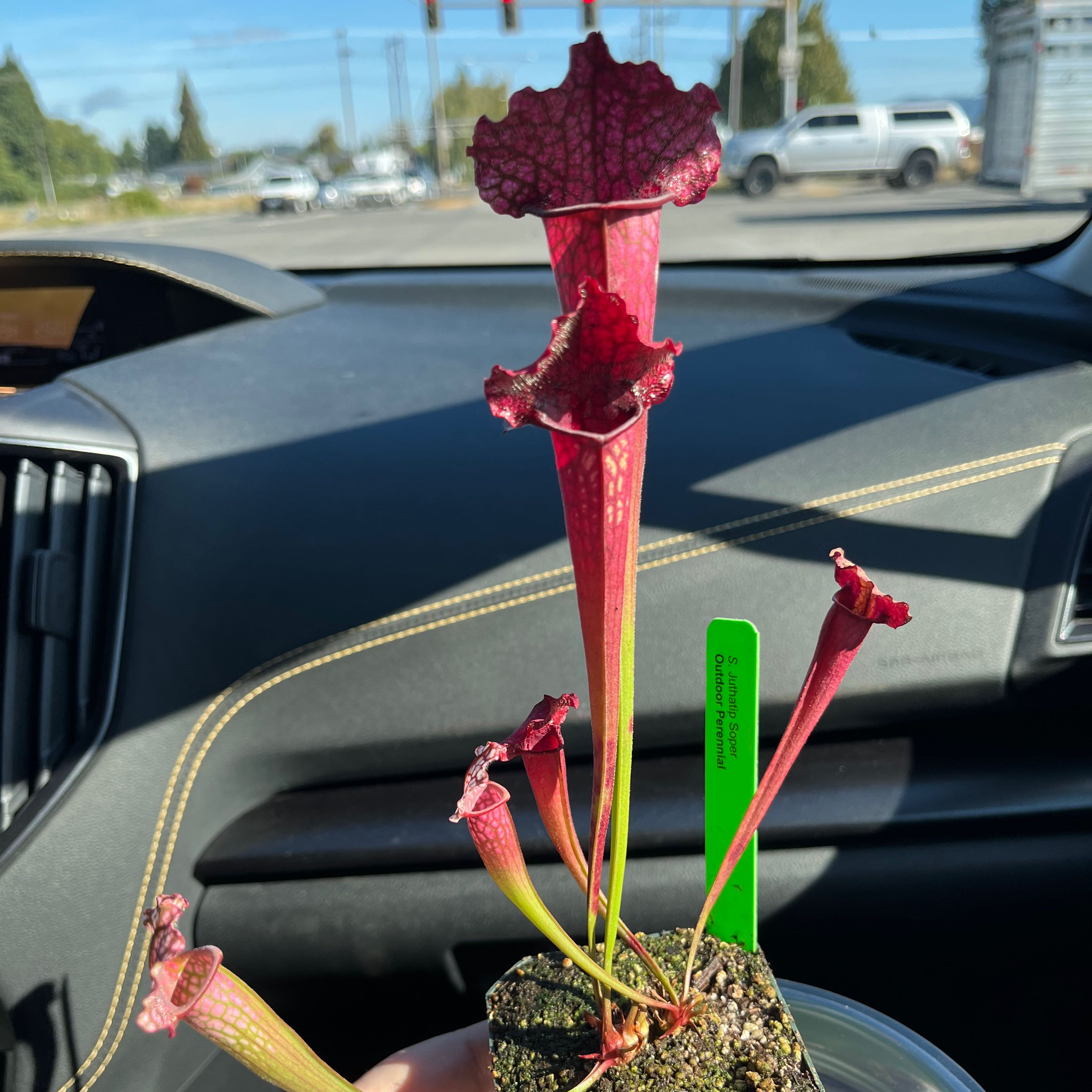 Photo of the plant species Juthatip Soper Pitcher Plant by @HighGoosegrass named Ben & Ken on Greg, the plant care app