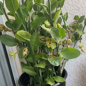 Photo of the plant species Slipper Plant by @MentorNapaea named Robert Plant on Greg, the plant care app