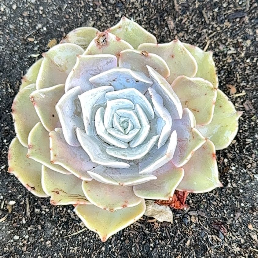 Chalk Dudleya plant with pale green, chalky leaves in a rosette pattern.