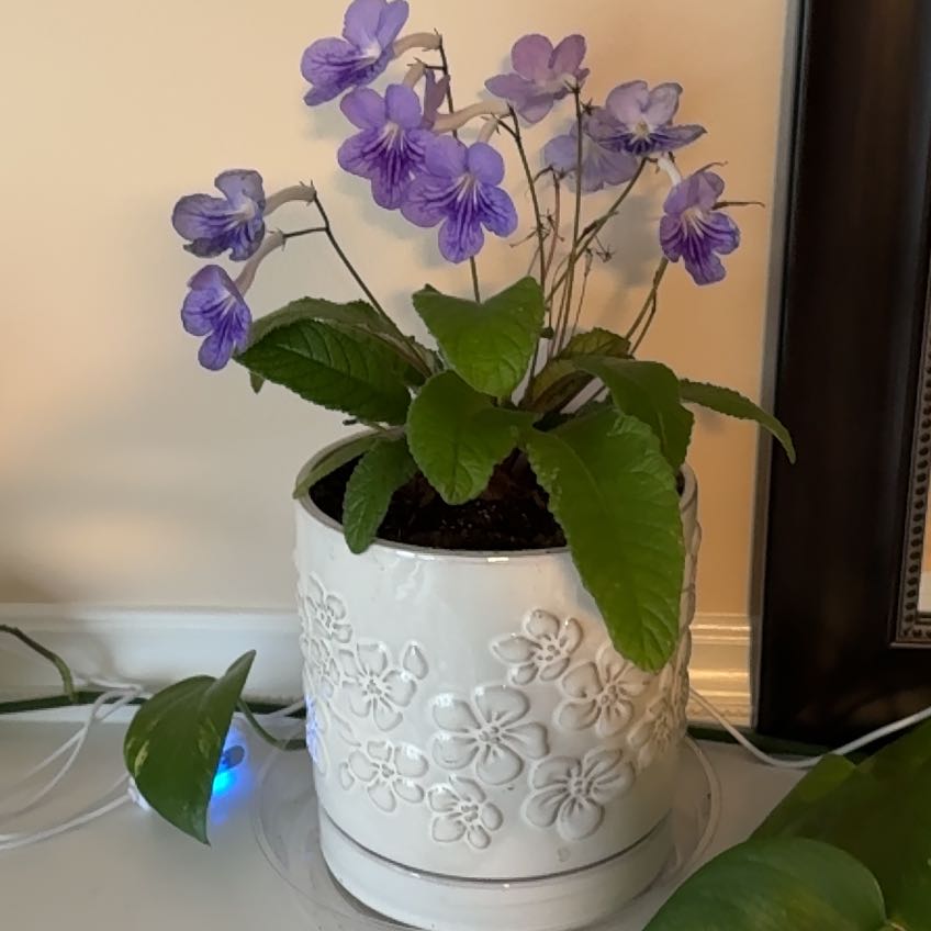 Photo of the plant species Streptocarpus 'Ladyslippers Blue Ice' by @ChampAvocado named Naomi on Greg, the plant care app