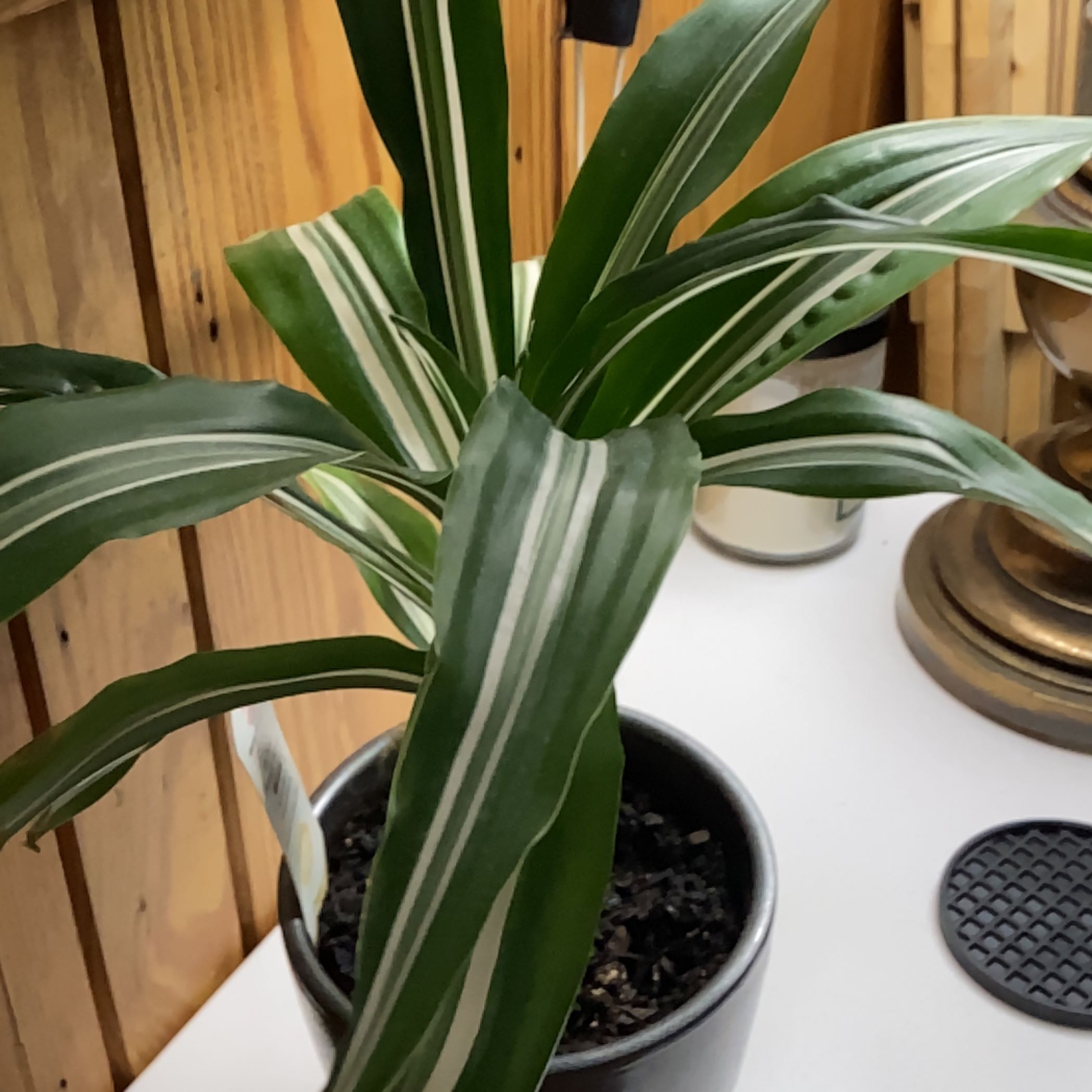 White Jewel Dracaena plant with healthy green leaves featuring white stripes in a pot.