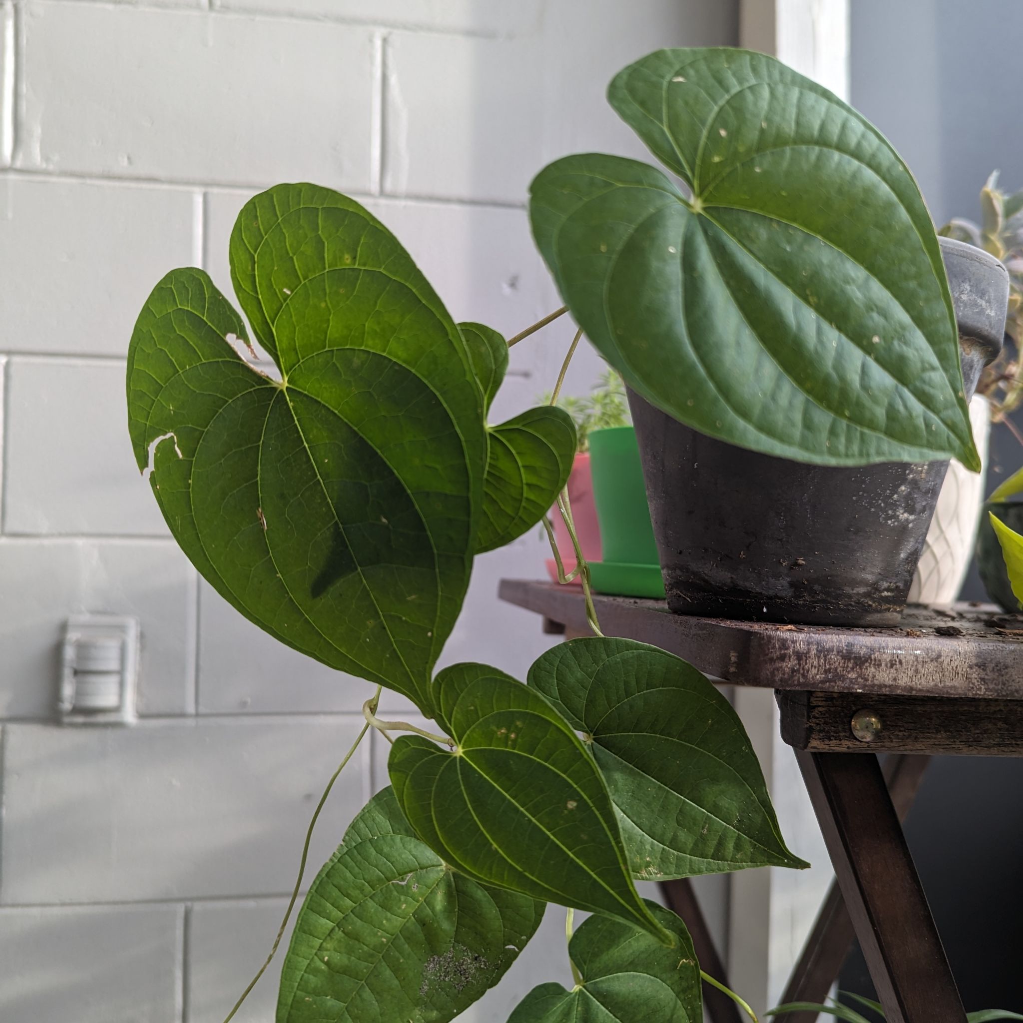 Healthy Air Potato plant with large, heart-shaped green leaves in a pot on a wooden stand.
