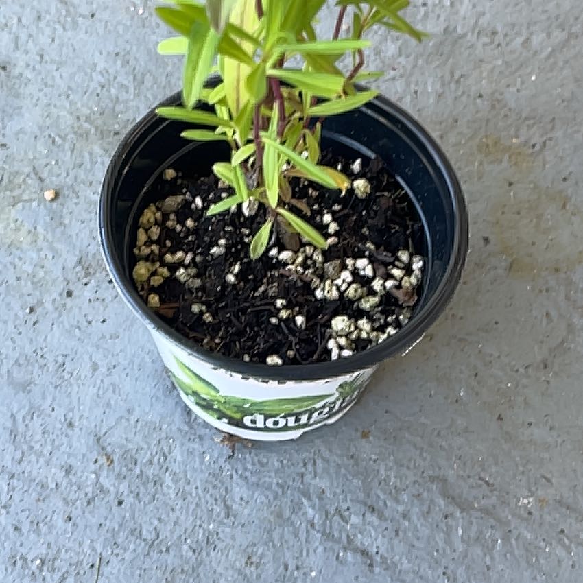 Photo of the plant species Anise by @LeisuredLettuce named Anne on Greg, the plant care app