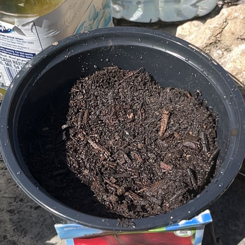 Photo of the plant species redskin onion by @LeisuredLettuce named Elle on Greg, the plant care app