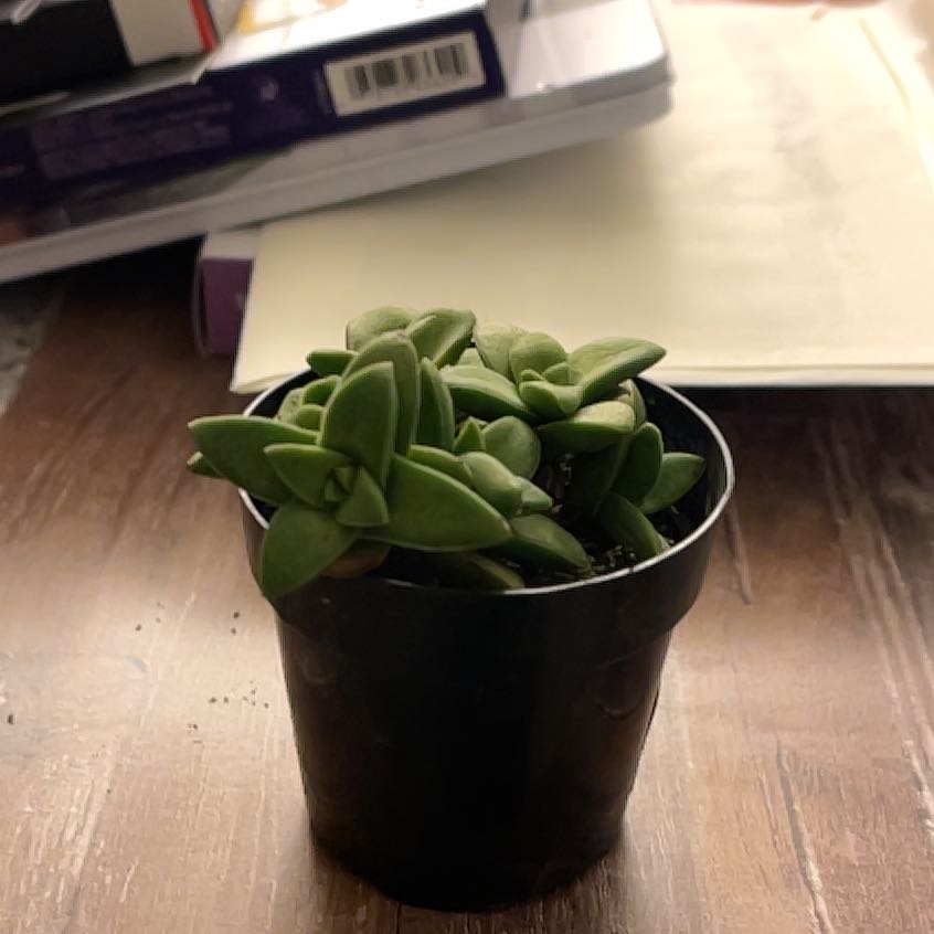 Crassula 'Springtime' plant in a black pot with books and papers in the background.