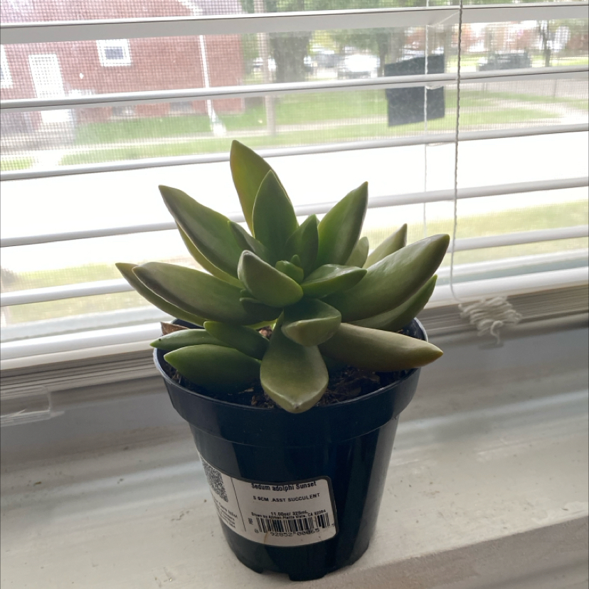 Potted Sedum adolphi 'Sunset' on a windowsill, healthy green leaves.