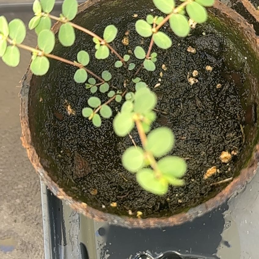 Photo of the plant species Blue Weed by @LieutenantHope named Gomez on Greg, the plant care app