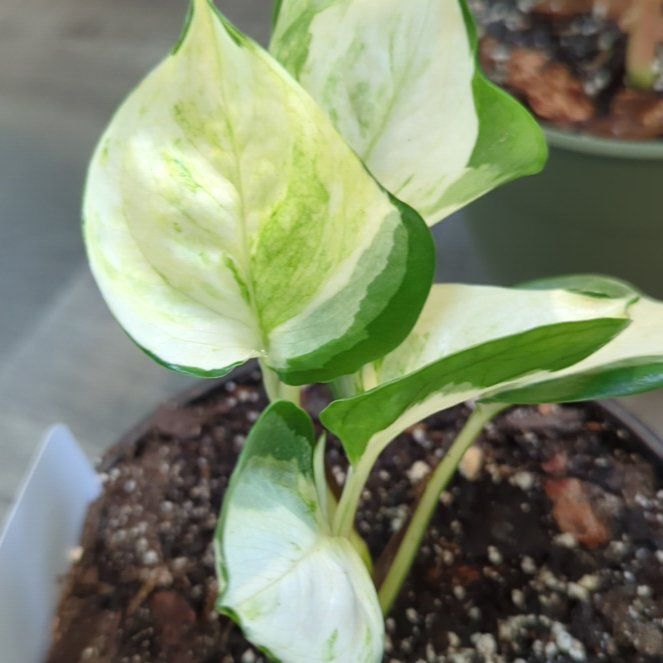 Photo of the plant species Harlequin Pothos by @MDov named Epipremnum Aureum 'Harlequin Pothos' on Greg, the plant care app