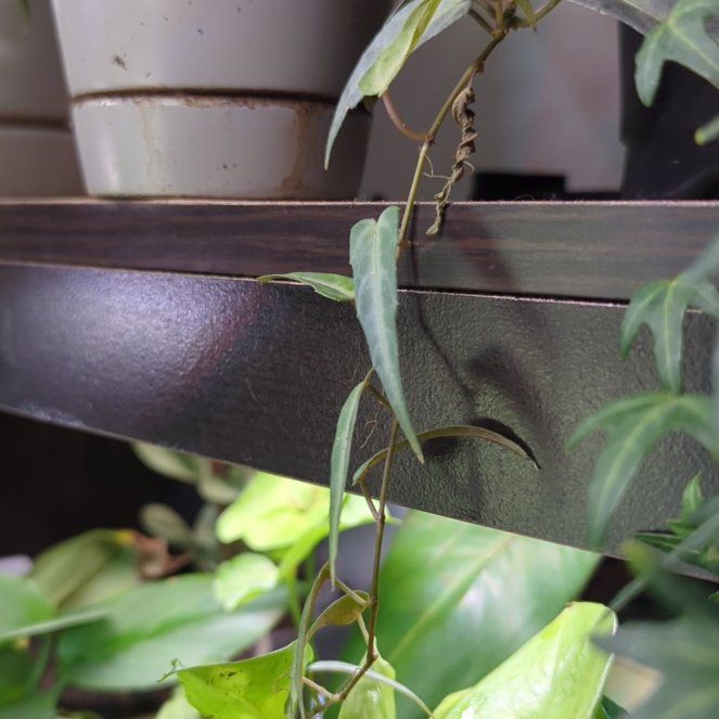 Photo of the plant species Jungle Vine by @MDov named Cissus Amazonica on Greg, the plant care app