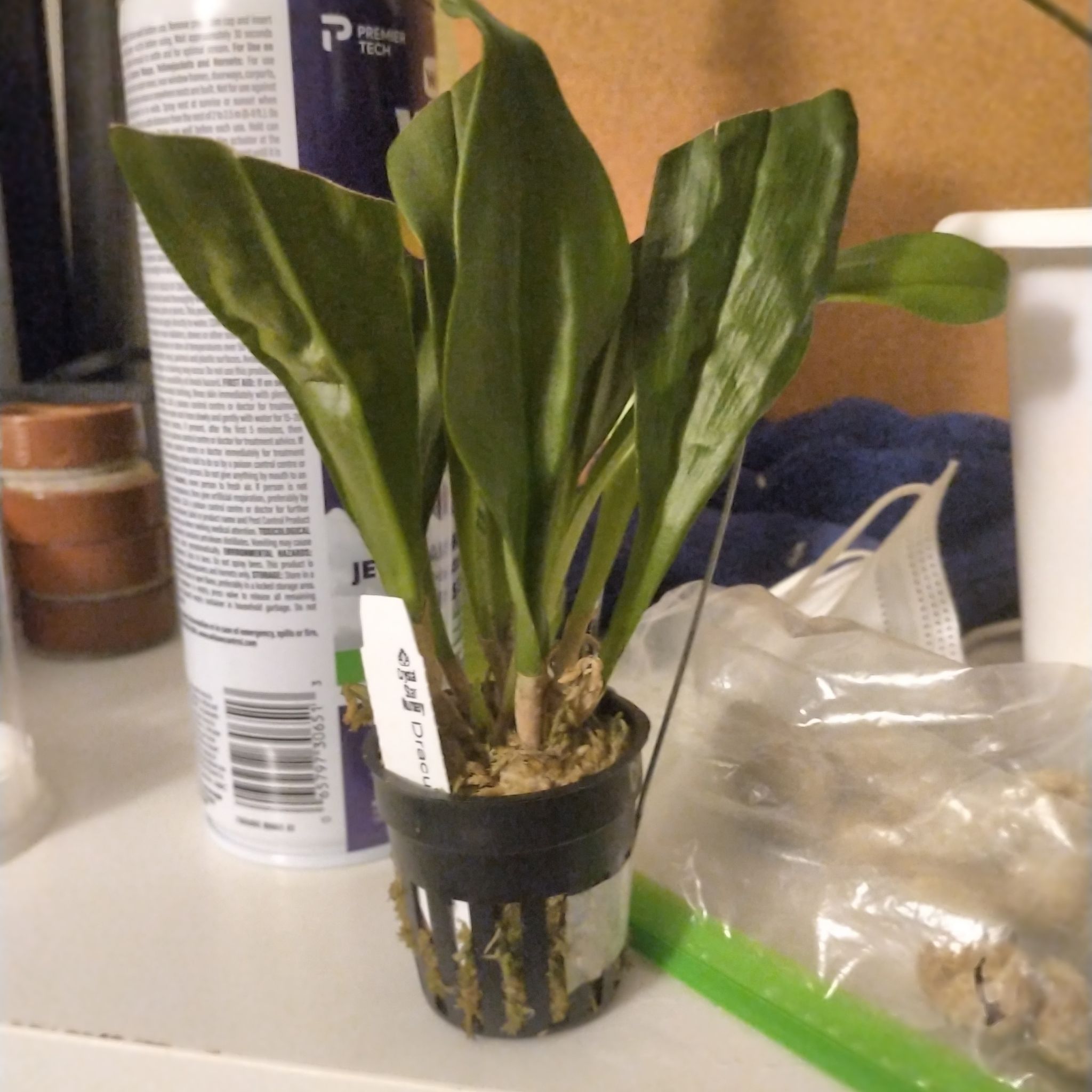 Photo of the plant species Dracula Orchid by @BusyDevilsfig named Vamperella on Greg, the plant care app