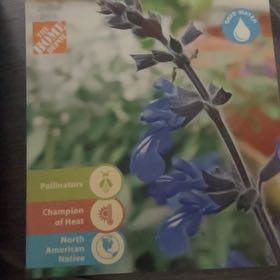 Photo of the plant species Sinaloan Blue Sage by @LucentSucculent named Curie on Greg, the plant care app