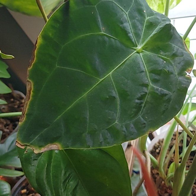 Photo of the plant species Anthurium forgetii x crystallinum by @UntiringRedbush named Fernie Saunders on Greg, the plant care app