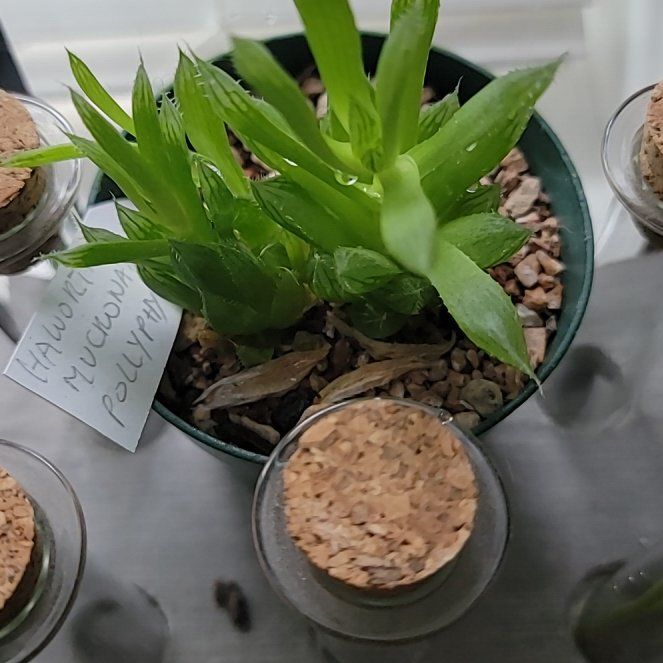 Photo of the plant species Glassrim Haworthia by @UntiringRedbush named Michelle Branch on Greg, the plant care app