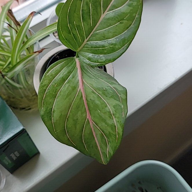 Photo of the plant species Aglaonema rotundum 'Pictum Tricolor' by @UntiringRedbush named Ronaldo on Greg, the plant care app