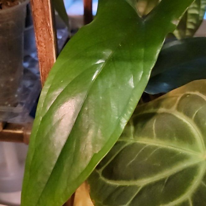 Photo of the plant species Anthurium Nigrolaminum Gigi by @UntiringRedbush named Treeyoncé on Greg, the plant care app