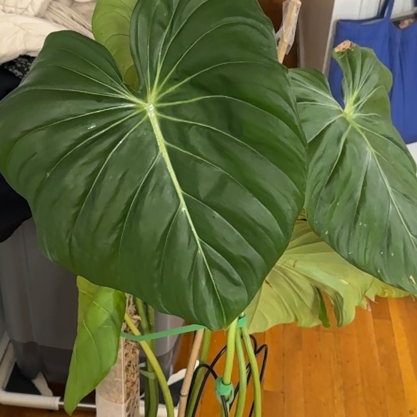 Philodendron 'McDowell' with large, healthy green leaves.