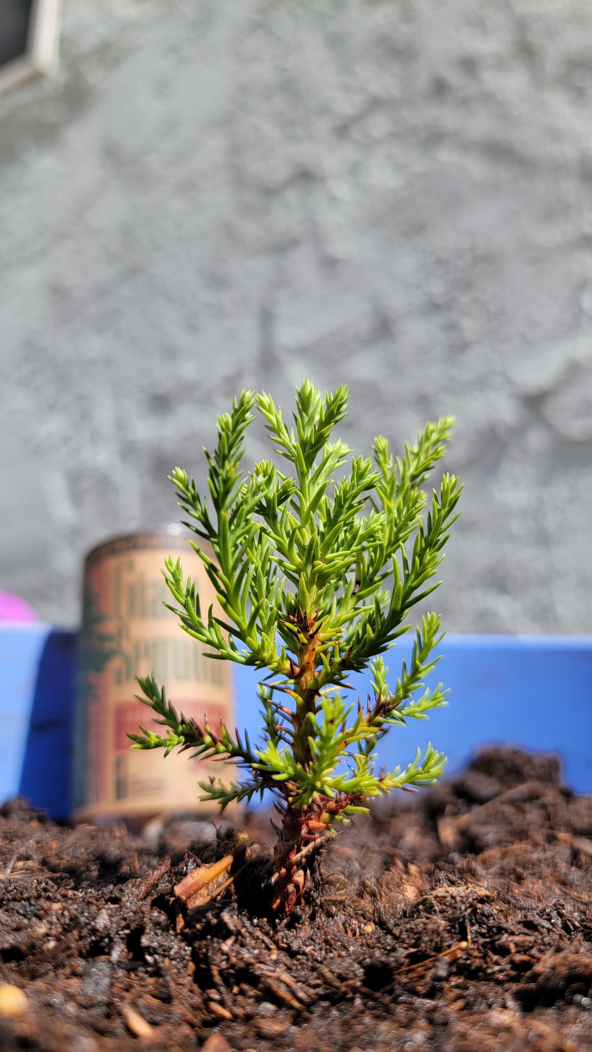 Young Giant Sequoia plant in a pot with visible soil, healthy green foliage.