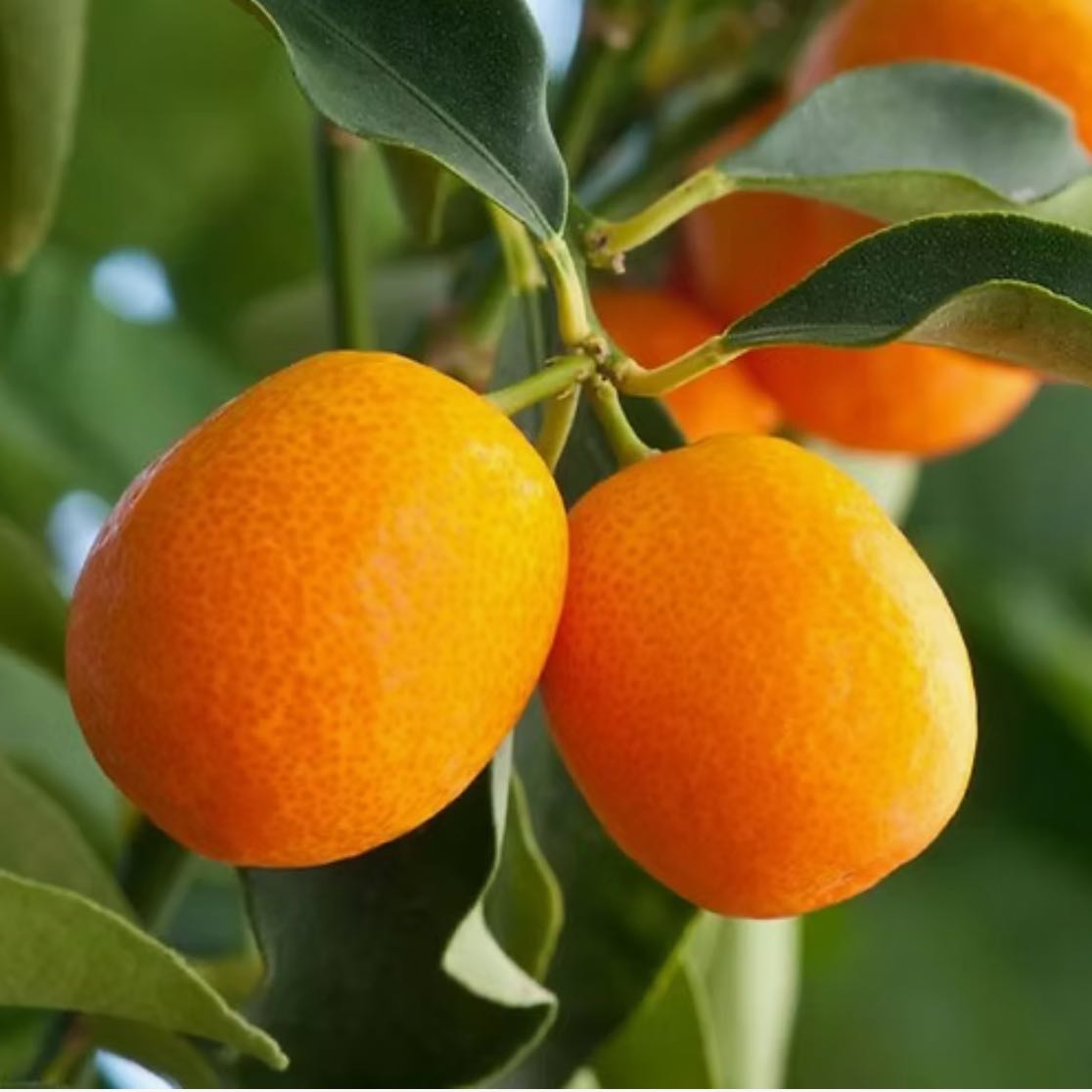 Photo of the plant species Meiwa Kumquat by @UnspoiltPlanty named Peter Parker on Greg, the plant care app