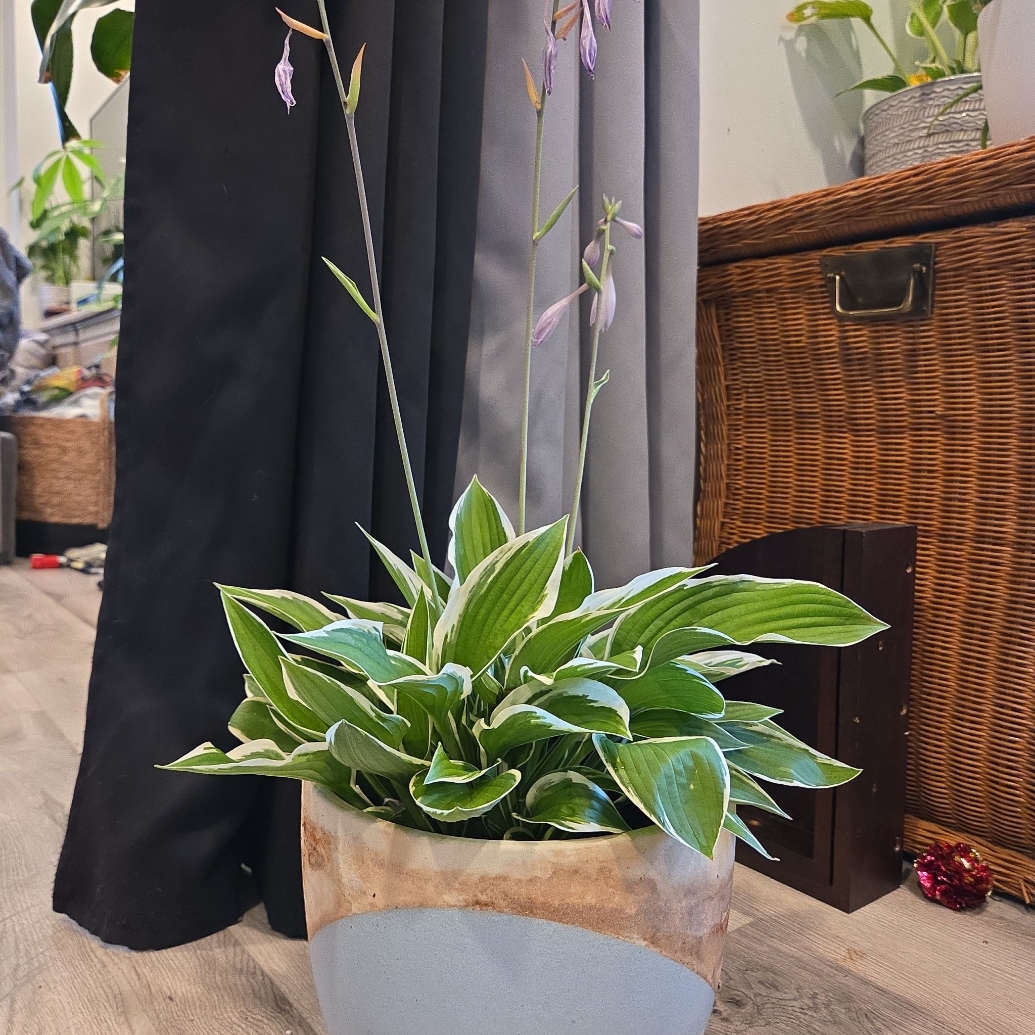 Photo of the plant species Francee Hosta by @StlrsGirl named Keanu Leaves on Greg, the plant care app