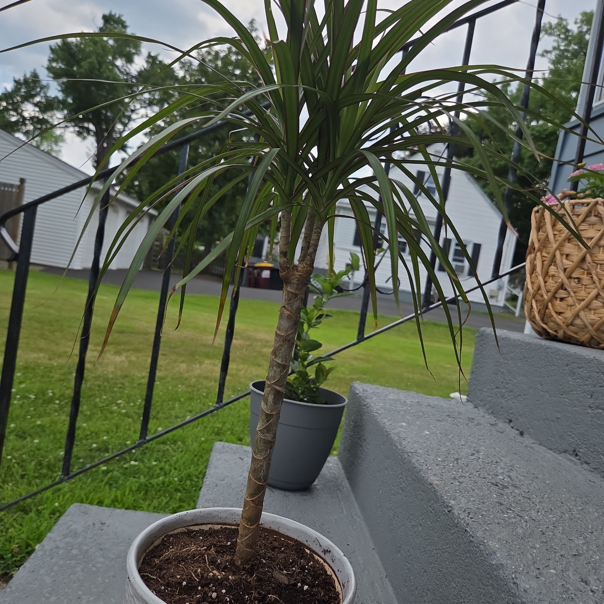 Photo of the plant species Draceana marginata by @StlrsGirl named Eragon on Greg, the plant care app