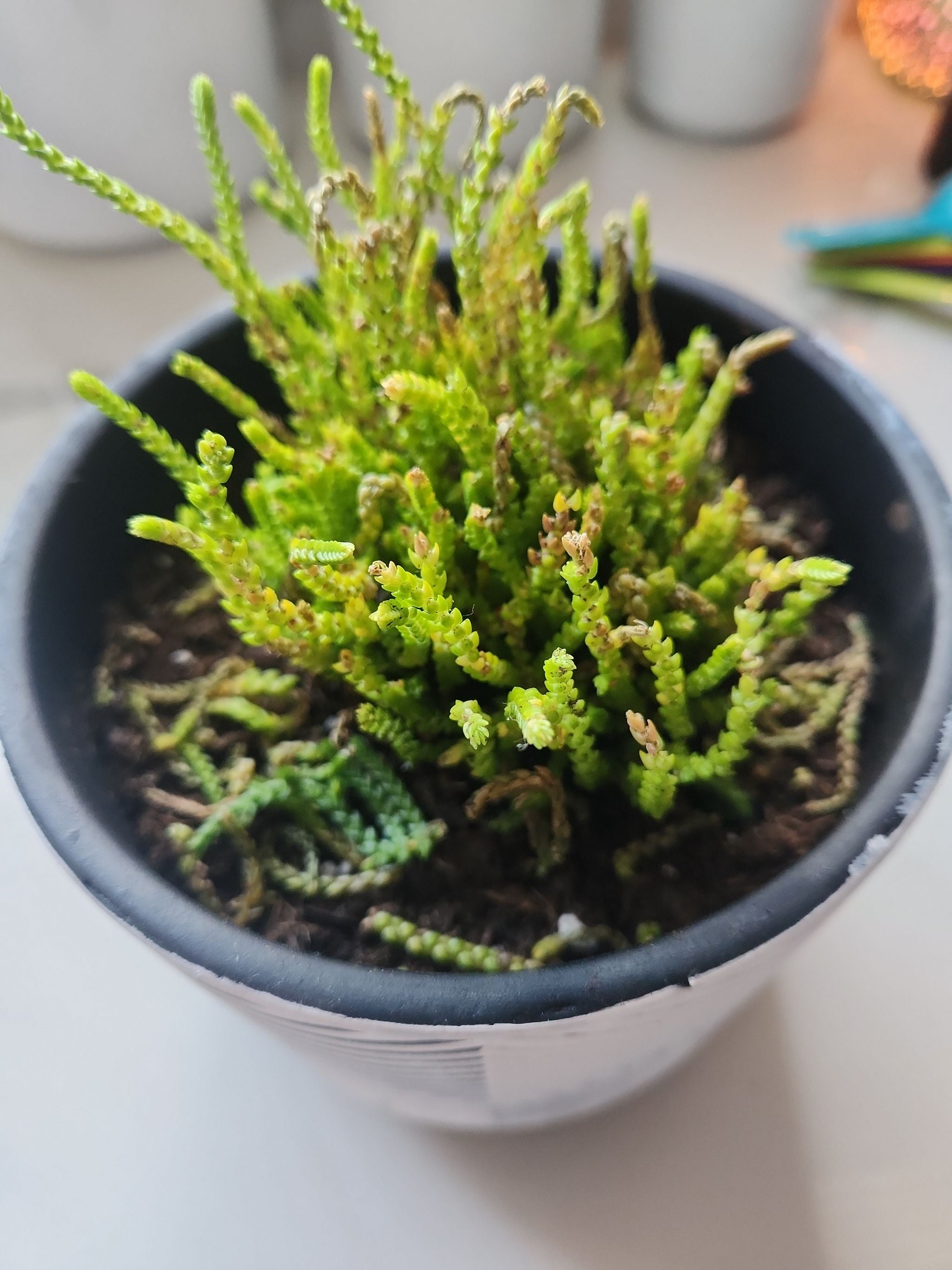 🔍 How to Fix Brown Spots on Your Crassula 'Tom Thumb'