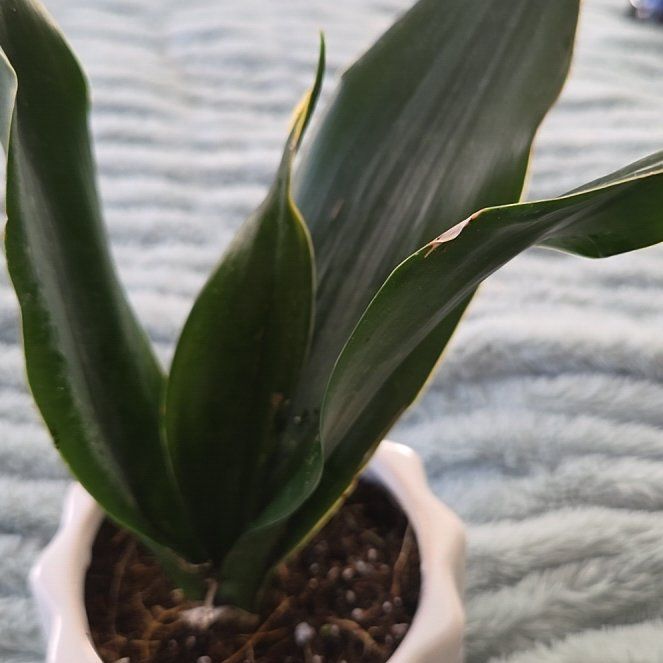 Photo of the plant species Black Gold Snake Plant by @StlrsGirl named Cait on Greg, the plant care app