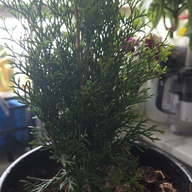 Photo of the plant species Mediterranean Cypress by @StlrsGirl named Cyress on Greg, the plant care app