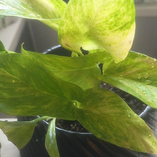 Photo of the plant species Variegated Neon Pothos by @StlrsGirl named Alina on Greg, the plant care app