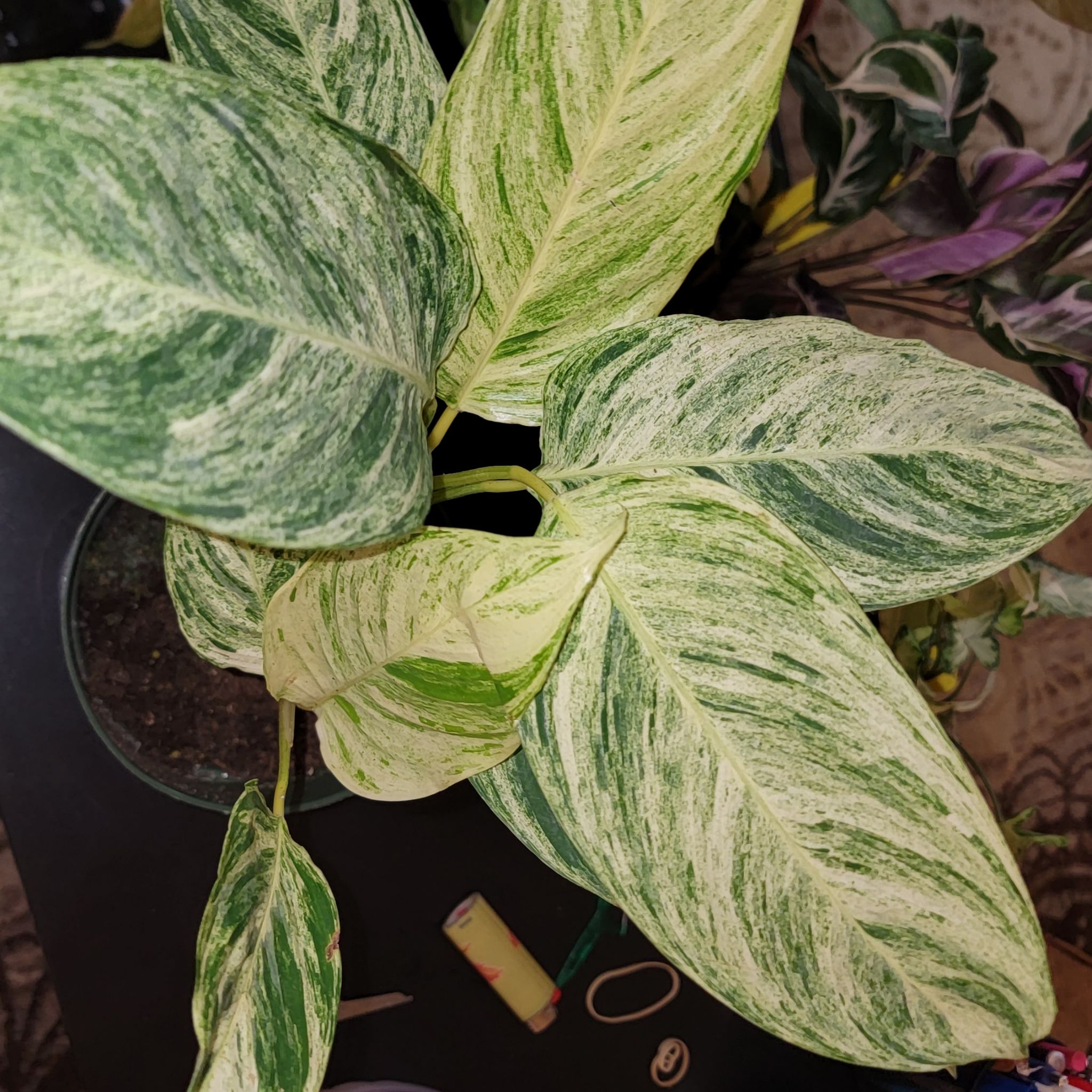 Photo of the plant species Charlie's Stromanthe by @sweetsyngoniums named Charles on Greg, the plant care app