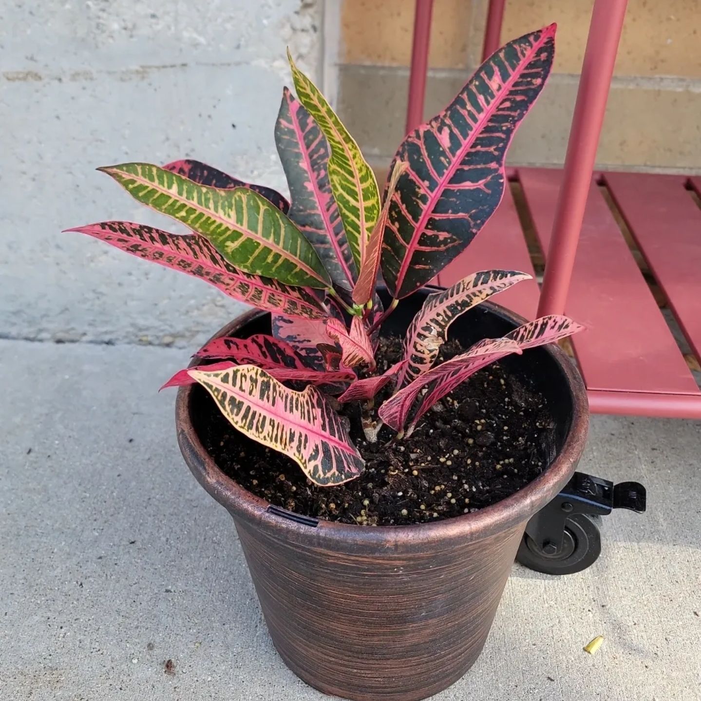 Photo of the plant species Croton Nervia by @sweetsyngoniums named 17Grun on Greg, the plant care app