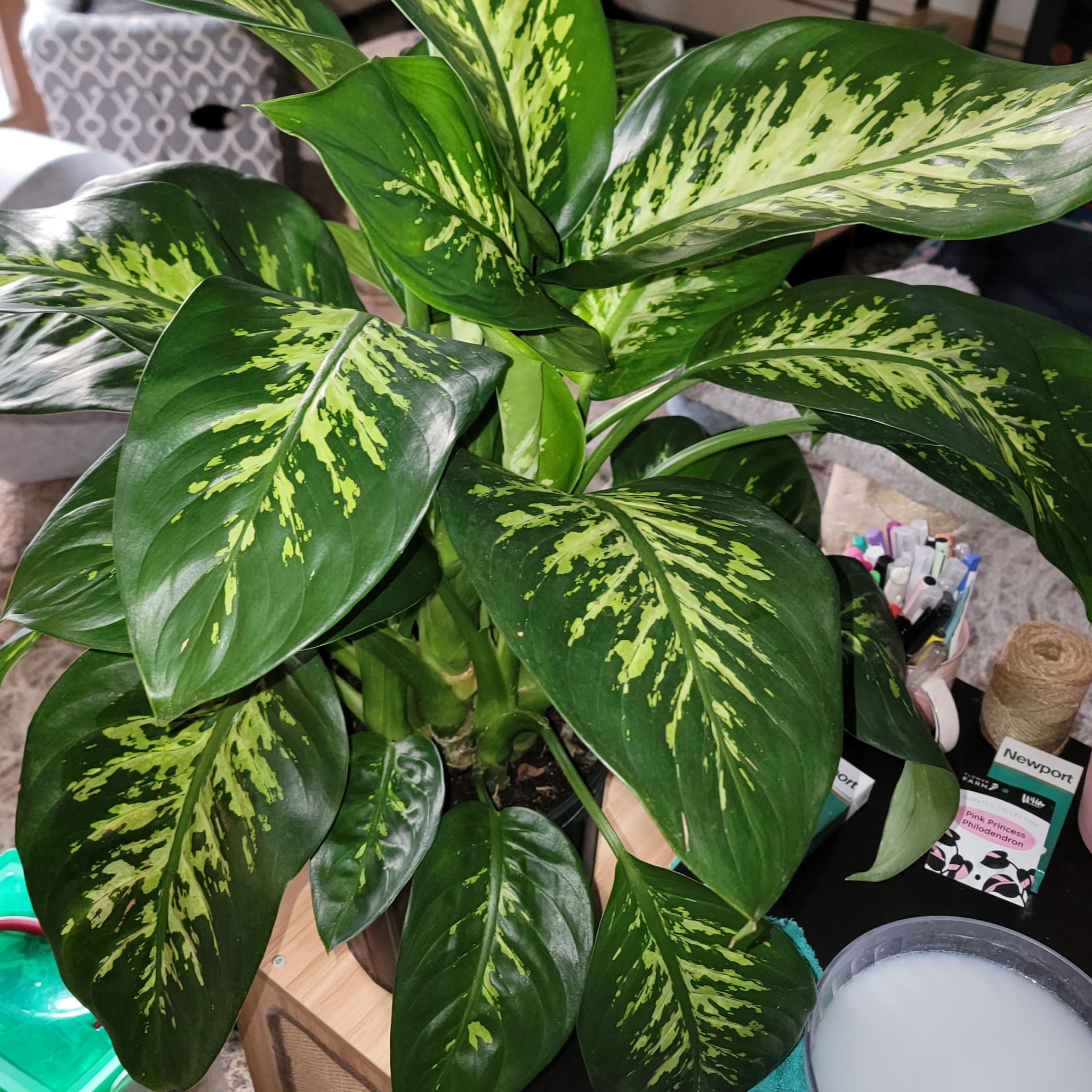 Healthy Dumbcane Tropic Snow plant with vibrant green leaves and characteristic variegation.