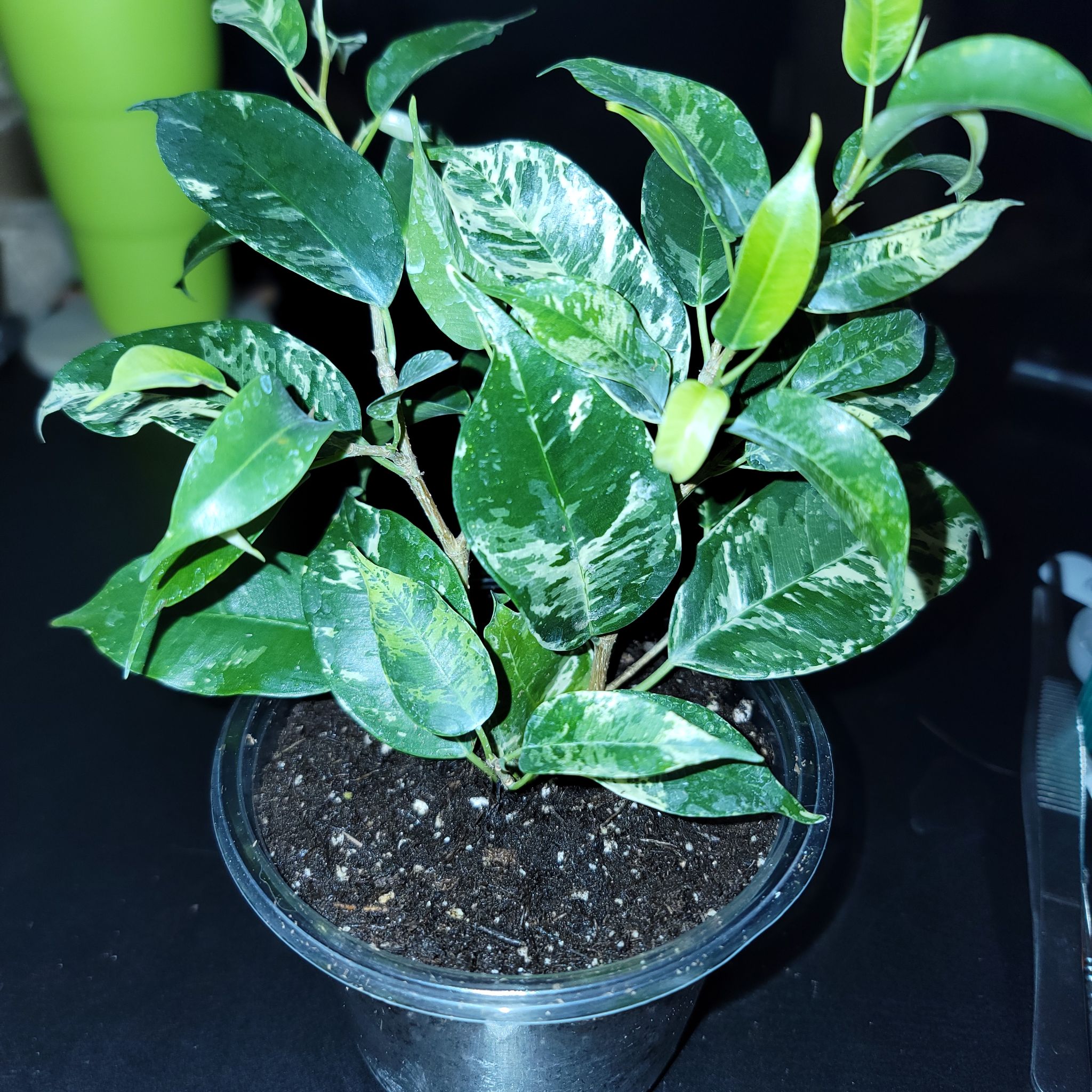 Photo of the plant species El Dorado Weeping Fig by @sweetsyngoniums named Walt on Greg, the plant care app