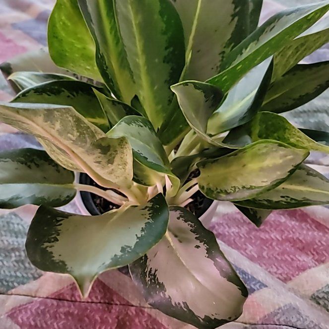 Photo of the plant species Aglaonema 'Green Bowl' by @sweetsyngoniums named Buddy on Greg, the plant care app
