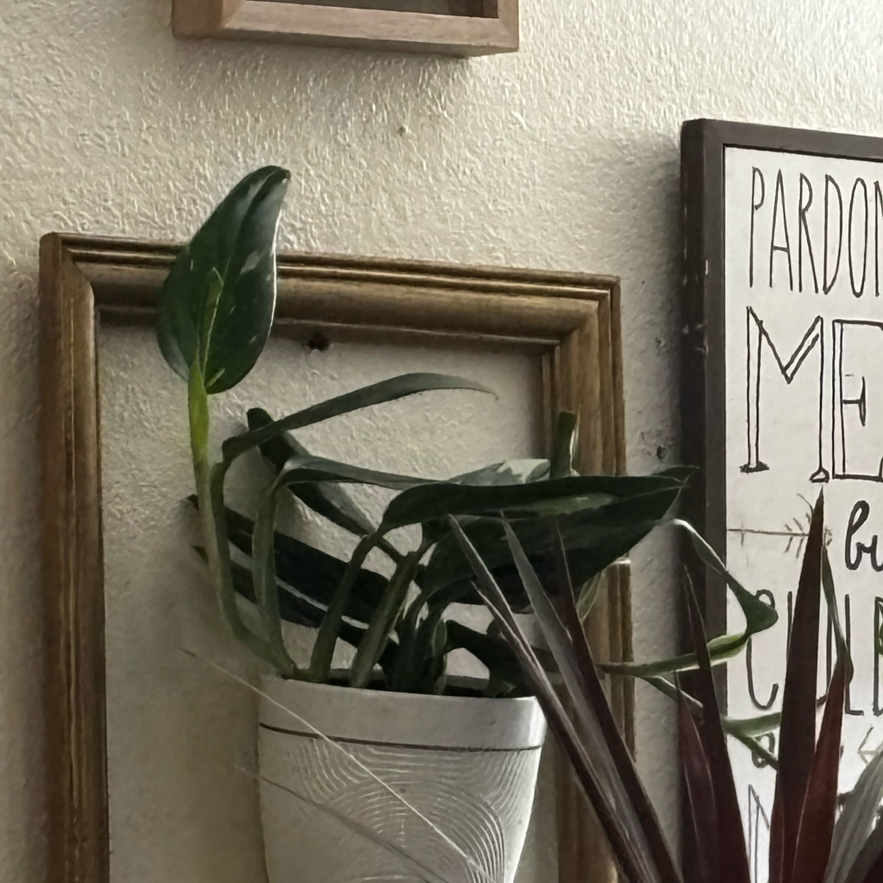 Photo of the plant species Cobra Monstera by @Mrs.GreenThumb named Luna on Greg, the plant care app