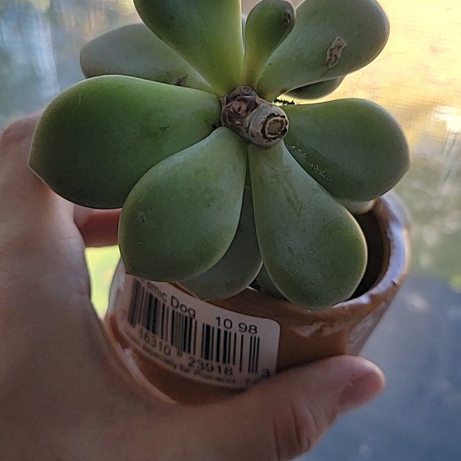 Photo of the plant species Pachyphytum 'Blue Quartz' by @NoblePegaropa named Treeyoncé on Greg, the plant care app