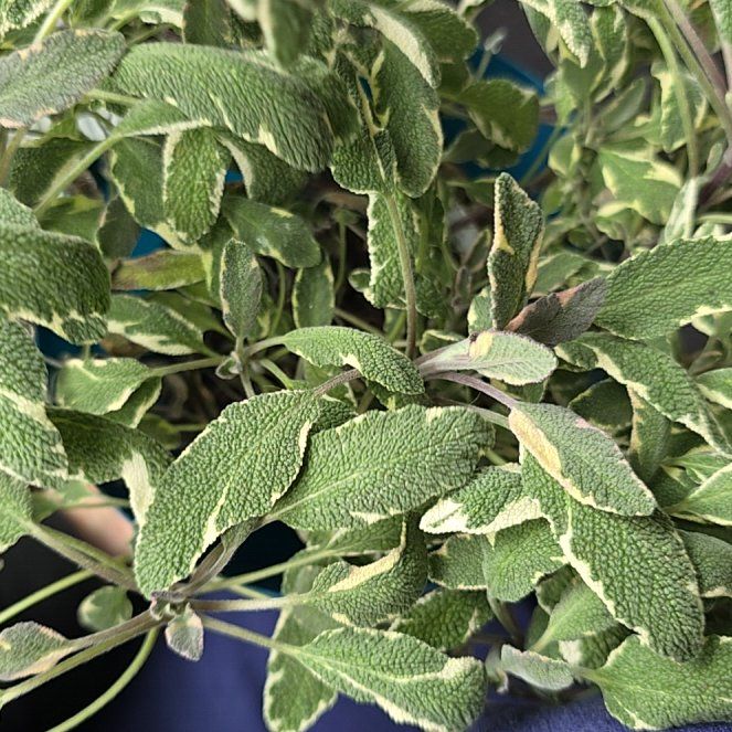 Photo of the plant species Tricolor Sage by @NoblePegaropa named Kendall on Greg, the plant care app