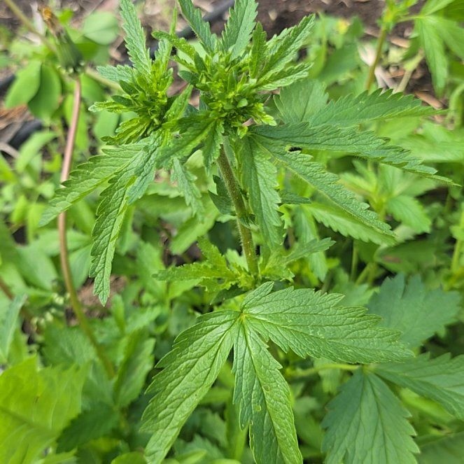 Photo of the plant species Norwegian Cinquefoil by @NoblePegaropa named Walt on Greg, the plant care app